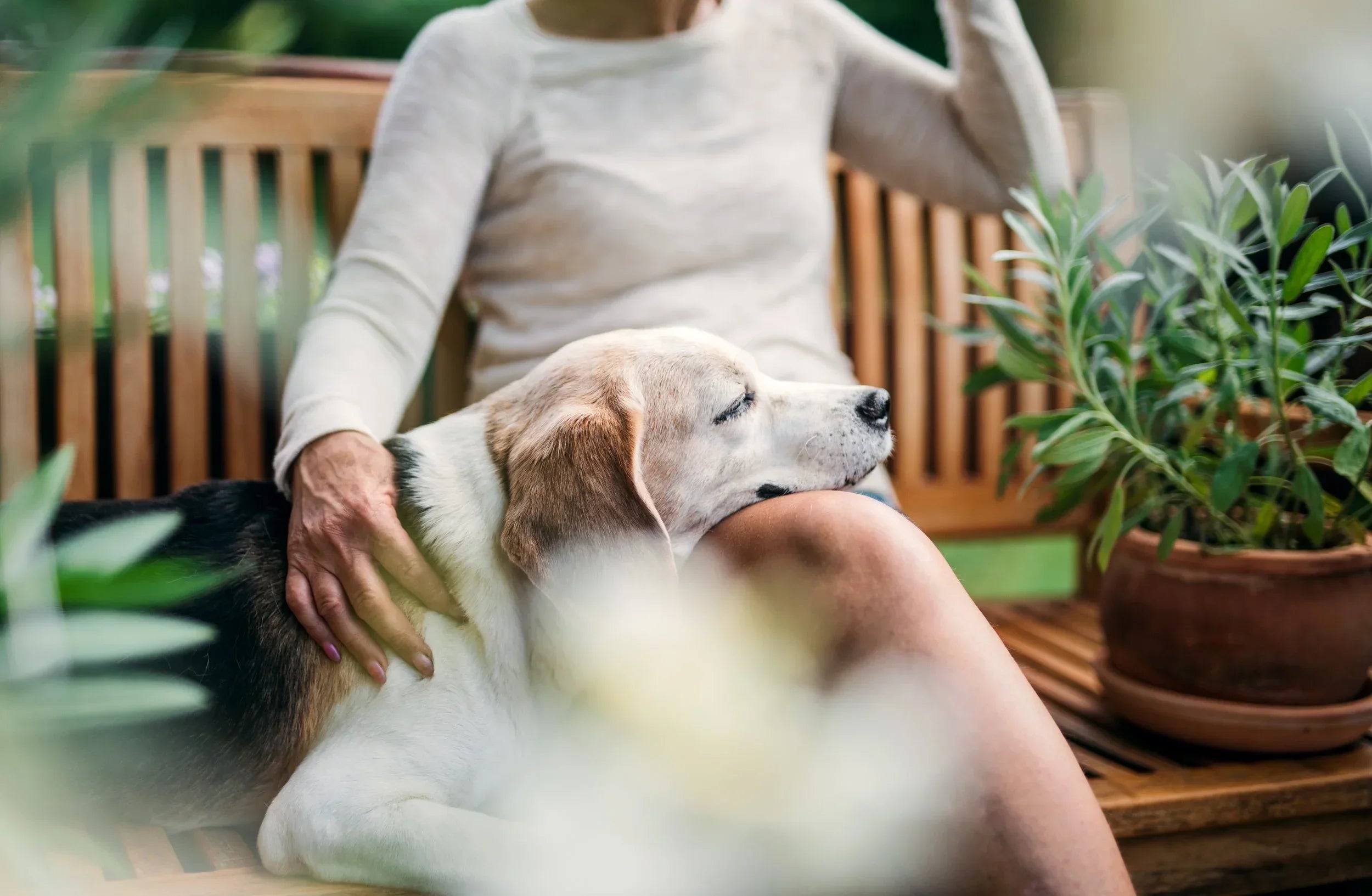Pet-Friendly Garden Rooms: Designing a Space Your Furry Friends Will Love
