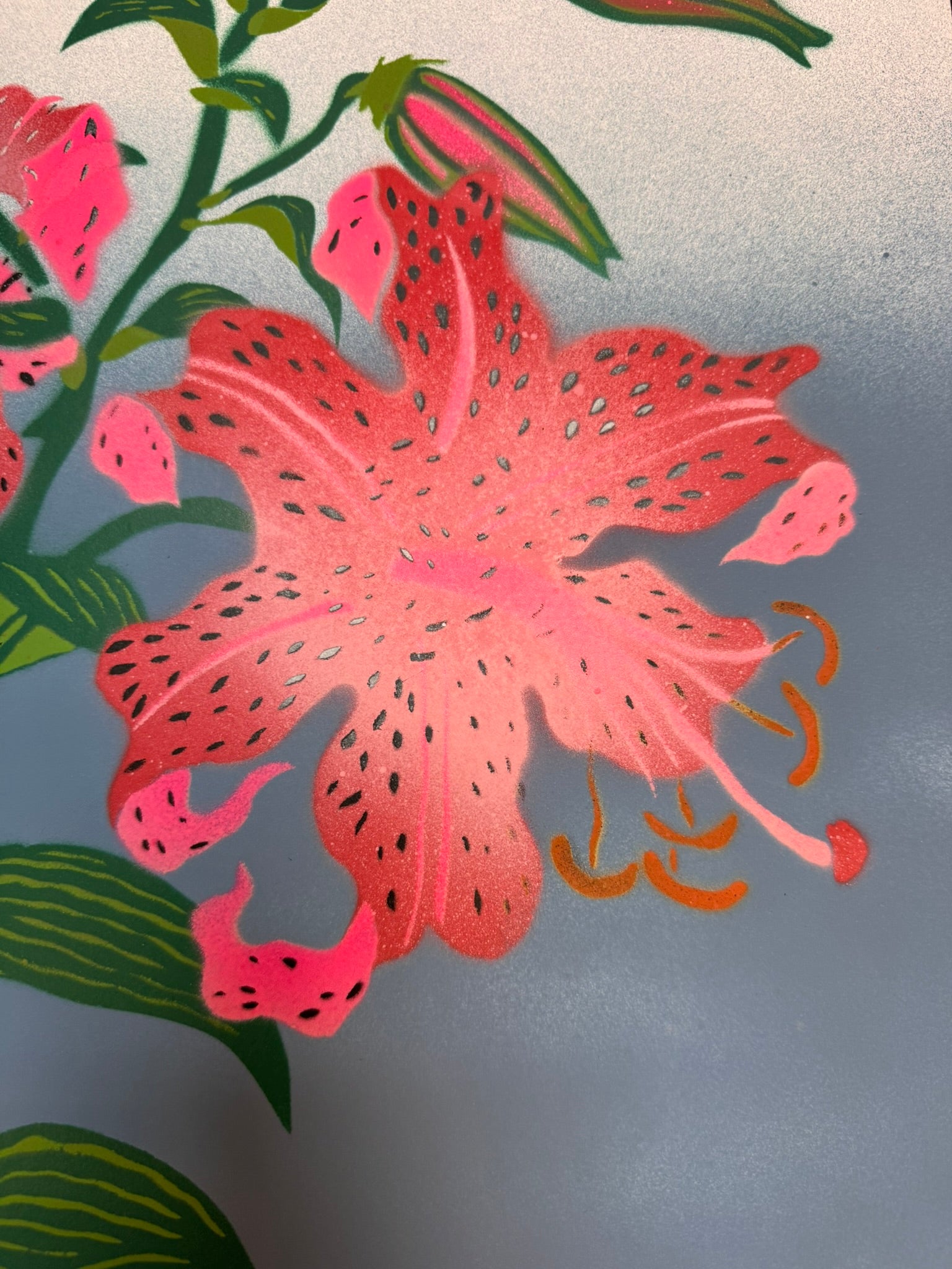 TIGER LILY-4